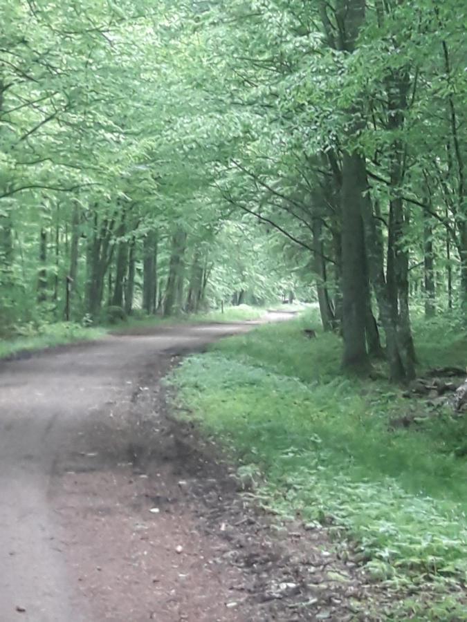 In Nature Bialowieza Bagian luar foto