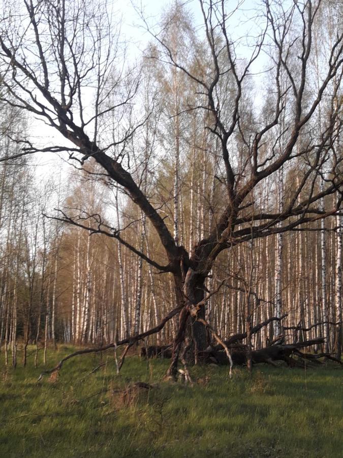 In Nature Bialowieza Bagian luar foto