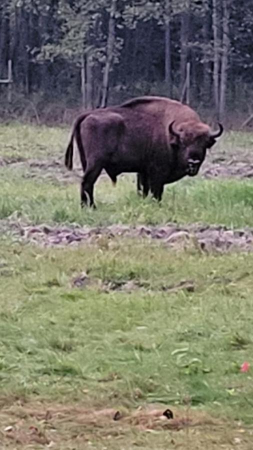 In Nature Bialowieza Bagian luar foto